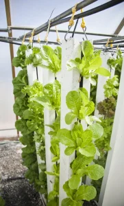 Lechuga en cultivo como referencia a una alerta de salud alimentaria