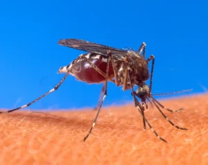 Mosquito Aedes posado sobre piel humana