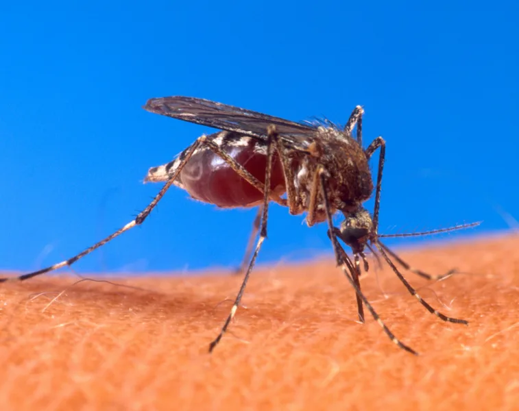 Mosquito Aedes posado sobre piel humana