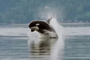 Orca emergiendo en el mar