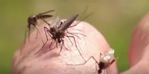 Mosquitos sobre la piel en nota de salud de Telemundo