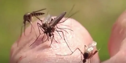 Mosquitos sobre la piel en nota de salud de Telemundo