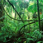 Selva de Chiapas en temporada de lluvia