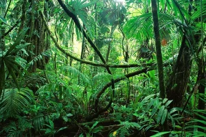 Selva de Chiapas en temporada de lluvia