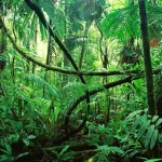 Vegetacion de selva en Chiapas