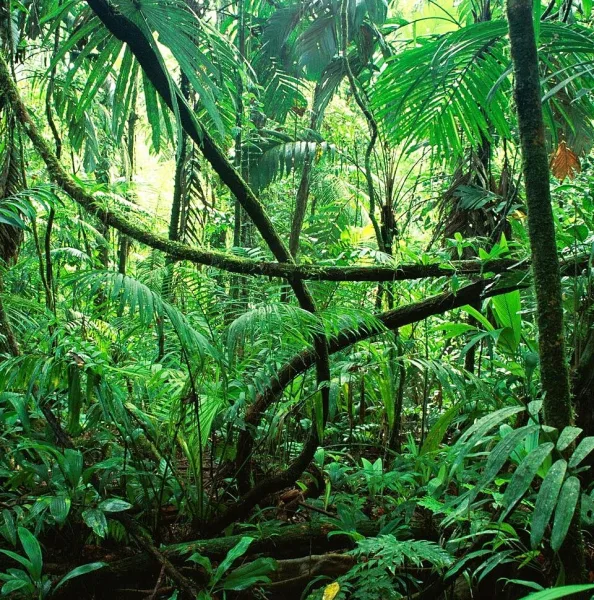 Vegetacion de selva en Chiapas