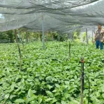 Vivero de plantas de café en una finca de Chiapas
