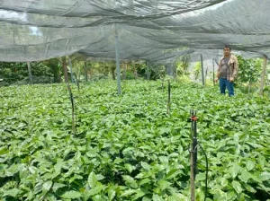 Vivero de plantas de café en una finca de Chiapas