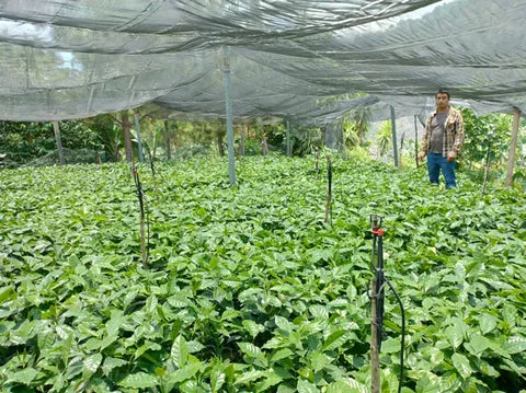 Vivero de plantas de café en una finca de Chiapas