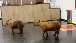 Capibaras en la Asamblea Legislativa de Mato Grosso