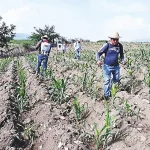 Chiapas refuerza apoyos al campo con financiamiento, insumos y sanidad