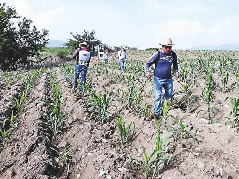 Chiapas refuerza apoyos al campo con financiamiento, insumos y sanidad