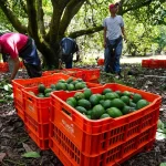 Productores de aguacate trabajan en Uruapan, Michoacan