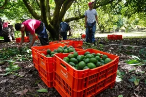 Productores de aguacate trabajan en Uruapan, Michoacan