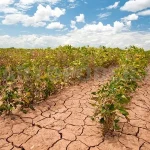 Sequía y falta de lluvias afectan cultivos en Chiapas