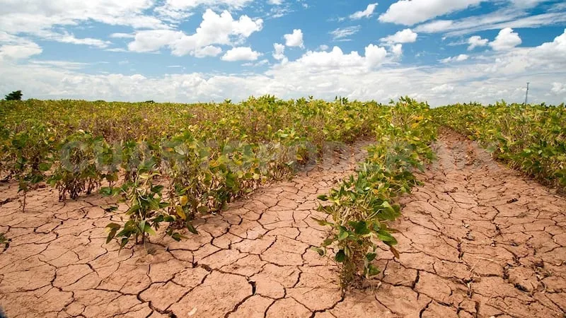 Sequía y falta de lluvias afectan cultivos en Chiapas