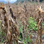 Cultivo de maíz afectado por sequía en Chiapas