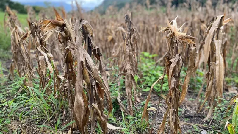 Cultivo de maíz afectado por sequía en Chiapas