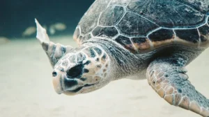 Tortuga marina durante unas vacaciones