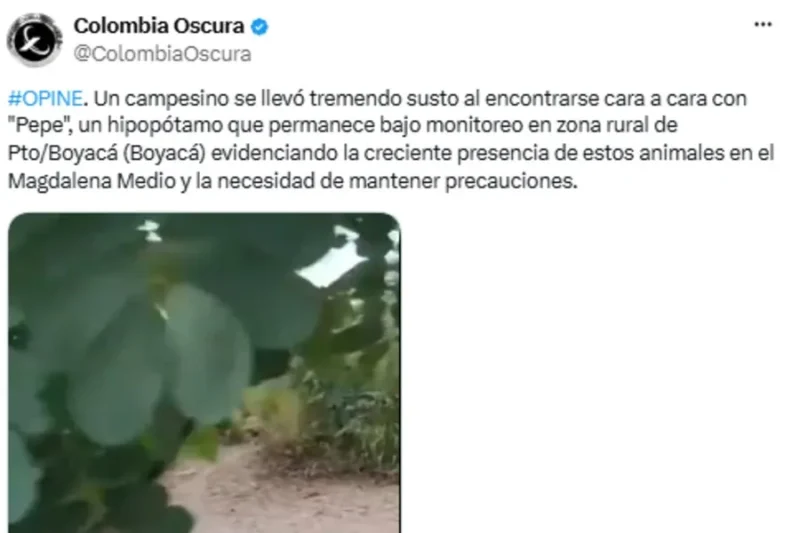 Hipopótamo Pepe observado en una zona rural de Puerto Boyacá