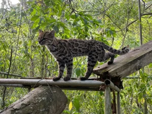 Ejemplar de Leopardus tilcayo fotografiado en Bolivia