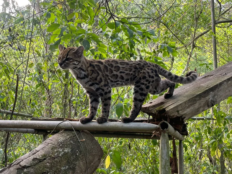 Ejemplar de Leopardus tilcayo fotografiado en Bolivia