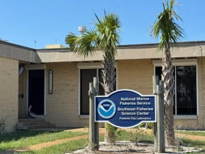 Pelícano herido llega a un laboratorio de NOAA en busca de ayuda