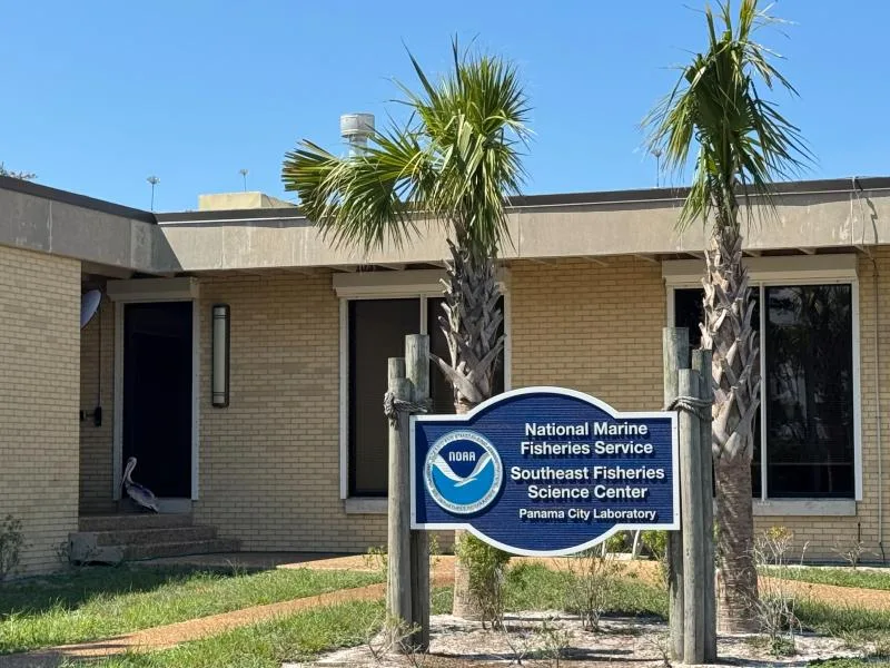 Pelícano herido llega a un laboratorio de NOAA en busca de ayuda