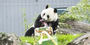 Qing Bao celebra su quinto cumpleaños en el Zoológico Nacional Smithsonian
