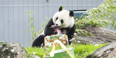 Qing Bao celebra su quinto cumpleaños en el Zoológico Nacional Smithsonian