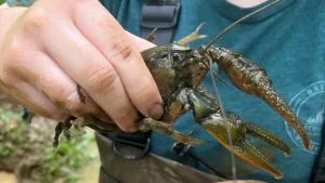 Ejemplar gigante de cangrejo de río estudiado por científicos en Estados Unidos