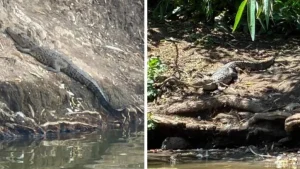 Cocodrilo capturado en la laguna de San Baltazar en Puebla