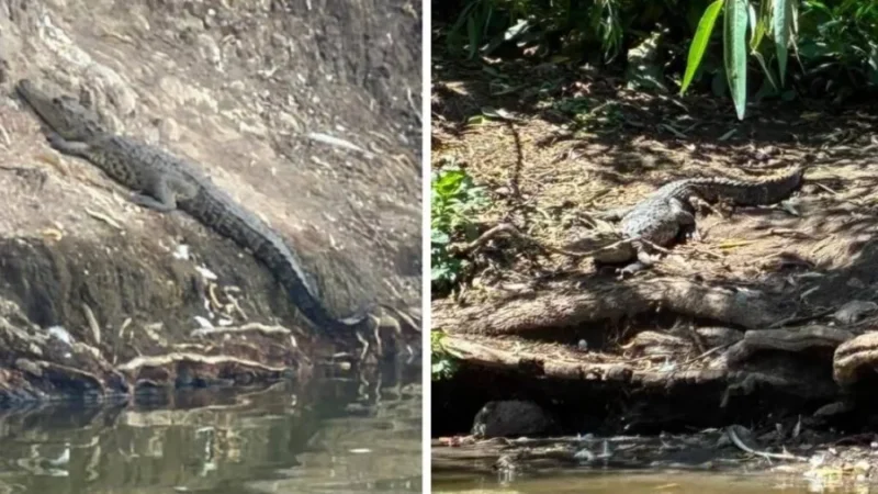 Cocodrilo capturado en la laguna de San Baltazar en Puebla