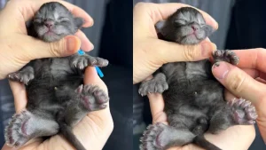 Erebus Anomaly, el gato con 29 dedos reconocido por Guinness