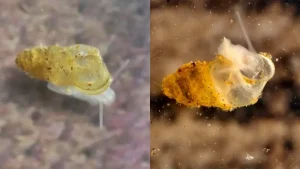 Erhaia dijiang, caracol cavernícola de agua dulce descubierto en China
