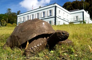 Jonathan, la tortuga terrestre más longeva conocida, en Plantation House