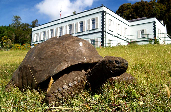Jonathan, la tortuga terrestre más longeva conocida, en Plantation House