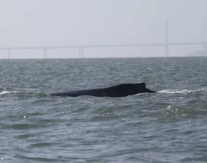 La ballena jorobada Rio en el delta Sacramento-San Joaquín