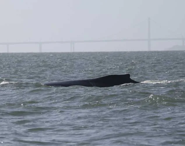 La ballena jorobada Rio en el delta Sacramento-San Joaquín